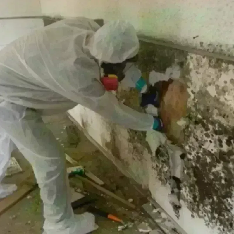 Mold Remediation and Removal in Rochester, MI